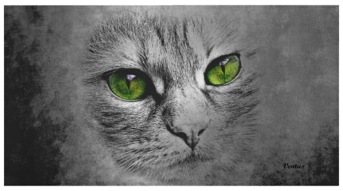 Ręcznik z kotem Ventus 0091.jpg