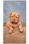 Ręczniki z mikrofibry z Psem - dog de bordeaux VR-1 Ventus