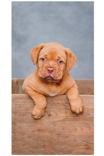Ręcznik z mikrofibry z psem Dog de Bordeaux, nadruk z obu stron taki sam, fason ręcznika VR-1 Ventus, dostępny w różnych rozmiarach.jpg